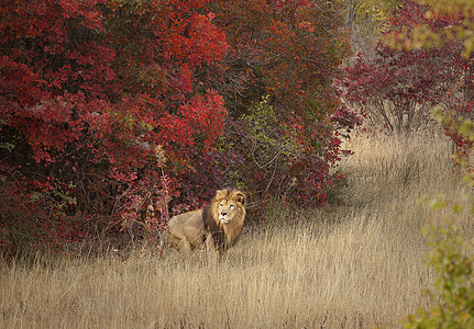 狮子在一个熟悉的环境中图片