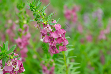 安香花花花园沙枣场地叶子绿色花瓣植物热带植物群生长图片