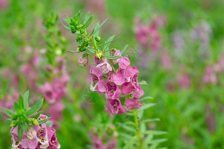 安香花花生长紫色植物学绿色沙枣热带场地花园植物花瓣图片