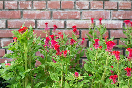 鸡肉花鸡冠花瓣园艺红色叶子鸡冠花活力花园绿色生物学图片