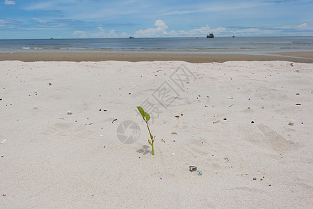 沙滩上的绿色植物海滩海岸植物群边界旅行海岸线假期树叶沙丘海洋图片