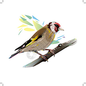 矢量说明羽毛野生动物小鸟插图动物山雀艺术金子翅膀生态图片