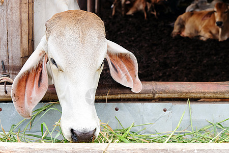 奶牛棕色贪婪动物风光鼻子农场谷仓部位奶牛场兽嘴图片