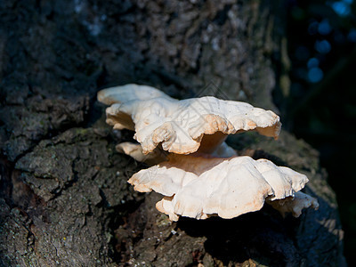 树上有蘑菇白色宏观棕色植物菌类图片