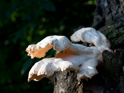 树上有蘑菇植物棕色宏观菌类白色图片