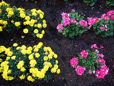红花和黄花装饰花园红色全部图片