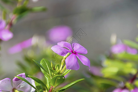 紫色凯萨兰特胡斯玫瑰花 粉红野花植物花园蓝色花瓣园艺玫瑰植物群热带草地草本植物图片