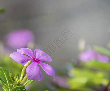 紫色凯萨兰特胡斯玫瑰花 粉红野花花瓣植物群玫瑰草本植物叶子花园季节植物蓝色热带图片