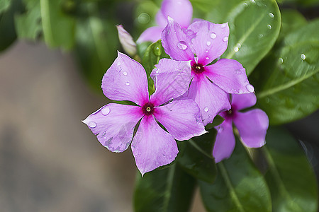 紫色凯萨兰特胡斯玫瑰花 粉红野花玫瑰季节花园热带花瓣叶子植物群草本植物蓝色园艺图片