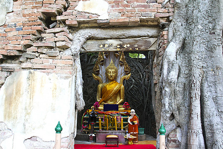 以Bodhi树根的古老寺庙教会旅游地标宗教建筑学木头纪念碑建筑植物旅行图片