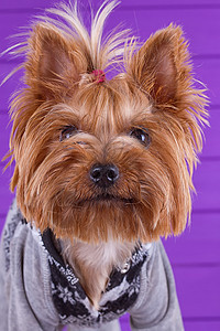约克郡泰里尔 在紫色背景上停留猎犬小狗毛皮服饰公寓舌头英语马尾辫头发伴侣图片
