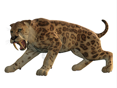 猫捕食者猫科小动物3d獠牙动物犬齿薄荷灭绝荒野背景图片