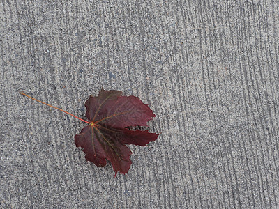 秋季装饰明信片死亡干旱枫叶时间水泥颜色表面树叶背景图片
