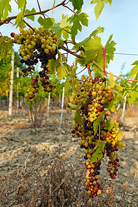 红红前有色葡萄酒厂场地太阳农村生长国家水果全景绿色农场图片