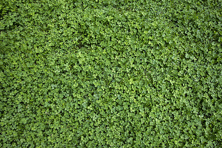地毯植物足球草地墙纸叶子环境三叶季节植物学生长图片