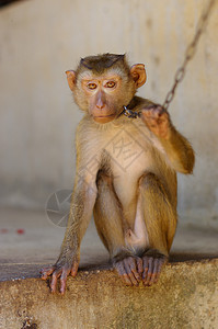 泰国连锁店的年轻棕色马加卡猴子图片