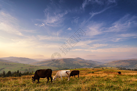 火绒草山牧场上的牛群 秋山牛奶天空国家动物喇叭农村晴天山脉爬坡牛肉背景