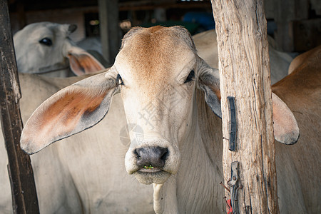 奶牛在悬摊中动物牛肉农业家畜乡村农场哺乳动物农村牧场白色图片