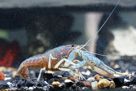 水中的虾清洁工家畜水族馆野生动物反义词淡水小龙虾海洋居住图片