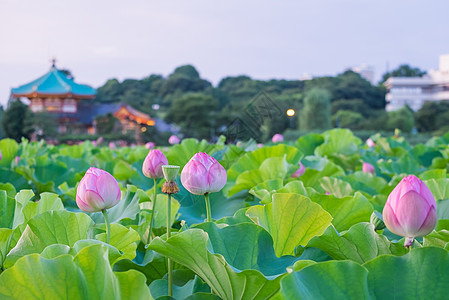 莲体美丽花瓣环境植物学植物花园叶子水池百合池塘图片