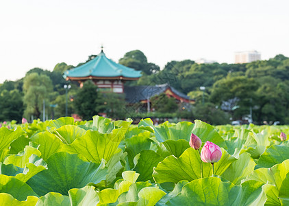 莲体池塘紫色季节树叶环境反思美丽百合花瓣叶子图片