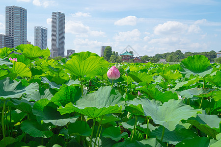 莲体美丽紫色植物群反思水池植物植物学花朵池塘季节图片