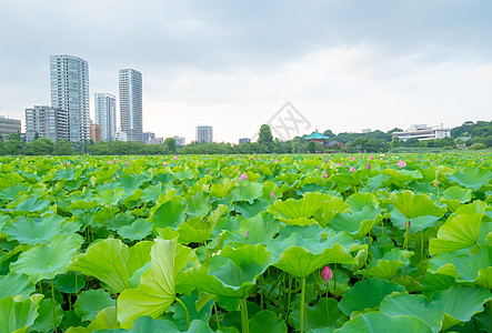 莲体植物学水池花朵花瓣树叶美丽季节叶子环境植物群图片