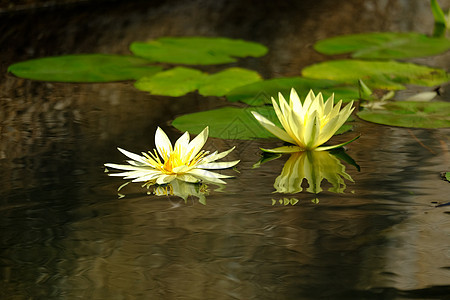水百里热带植物池塘花瓣宏观绿色叶子花园植物学荷花图片