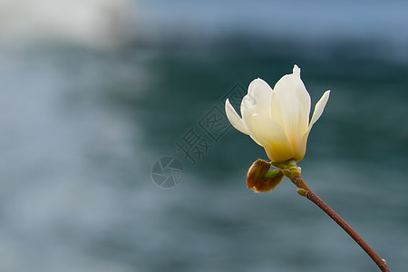 木兰花美丽生长植物群花园玉兰环境花束叶子花瓣蓝色图片