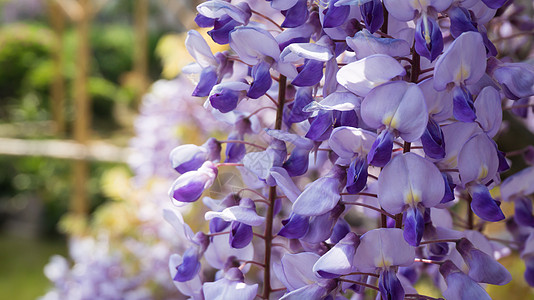 维西西里雅佛罗里翁达蓝色花园花瓣植物藤蔓紫色叶子豆类格子图片