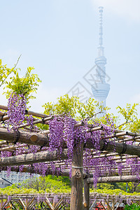 维西西里雅佛罗里翁达花瓣蓝色植物豆类格子紫色花园叶子藤蔓图片