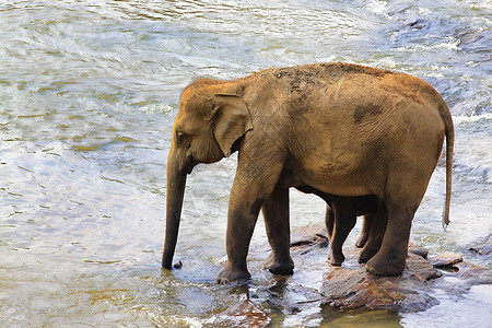 印度大象的家族家庭国家生态荒野象牙哺乳动物食草耳朵野生动物动物图片