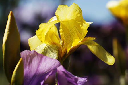 在春天的花园里花朵 黄色的虹膜花植物紫花鸢尾花紫罗兰色蓝色紫色图片