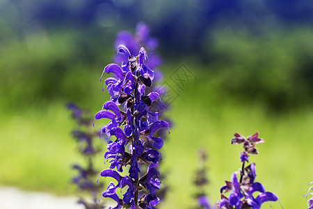 春时花园的花朵 紫色的小花朵旗帜紫花蓝色植物紫罗兰色鸢尾花图片