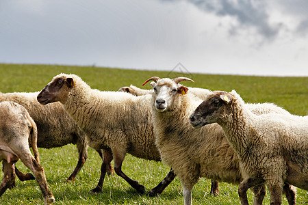 牧羊群在绿草原上 春田和草地种群农场风景场地季节生态绿色森林团体乡村图片