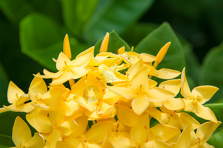 穗花 黄色 黄色花穗 仙丹花公园花园花瓣衬套生长植物叶子植物学花束橙子图片