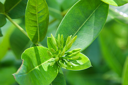 穗花 黄色 黄色花穗 仙丹花生长植物学花园园艺公园花瓣仙丹花束衬套植物图片