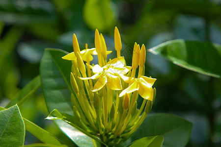 穗花 黄色 黄色花穗 仙丹花花瓣橙子花园公园仙丹衬套叶子园艺生长花束图片