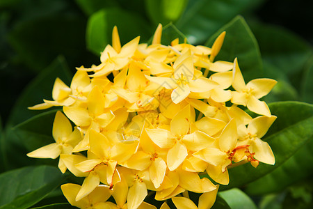 穗花 黄色 黄色花穗 仙丹花花瓣公园花园仙丹叶子生长衬套花束植物橙子图片