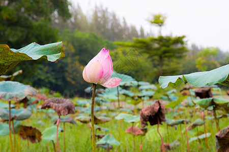 池塘中的莲花花百合花瓣植物群植物学花园花朵热带季节美德叶子图片