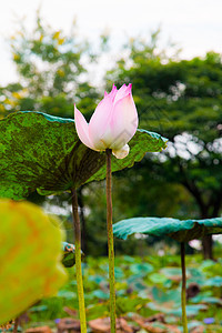 池塘中的莲花花热带花朵荷花花园植物群百合季节花瓣植物学植物图片