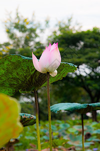 池塘中的莲花花百合花瓣季节热带花朵叶子荷花花园美德植物图片