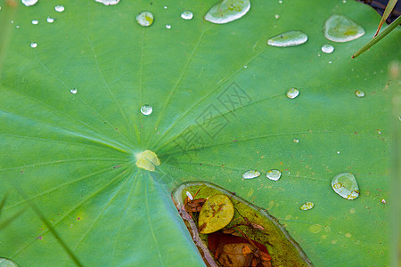 户外荷叶季节叶子热带树叶荷花池塘微风公园植物学植物图片