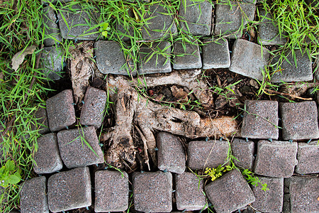 人行道上的砖虫或砌砖虫拍摄角度 i建筑学橙子地面季节水泥花园街道瓦工城市石头图片