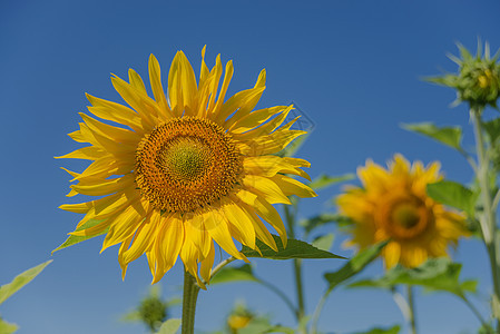 向日葵对蓝天风景天空植物叶子花瓣橙子温度太阳花朵种子图片