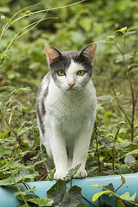 一只猫的图像坐在自然背景上图片