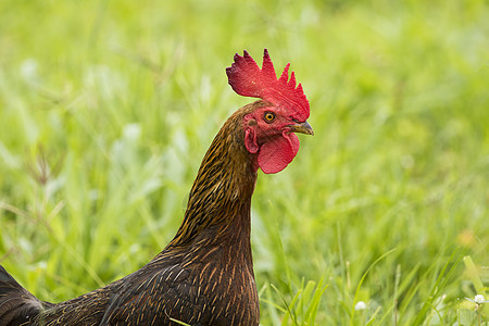 绿色田里的公鸡形象农业男性食物农场母鸡羽毛红色玉米家禽场地图片