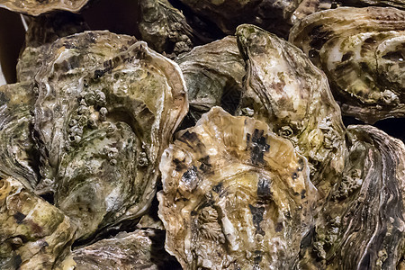 鱼市场上的新鲜牡蛎壳类棕色营养食物团体贝类黑色海鲜图片