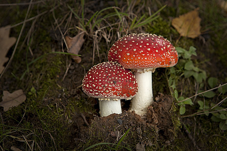 秋天森林里有两个蘑菇图片