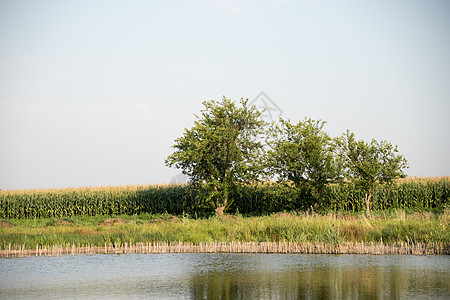 黄菜籽花田和蓝色的天空靠近河边自然阳光油菜籽太阳草地农场土地季节玉米生长图片